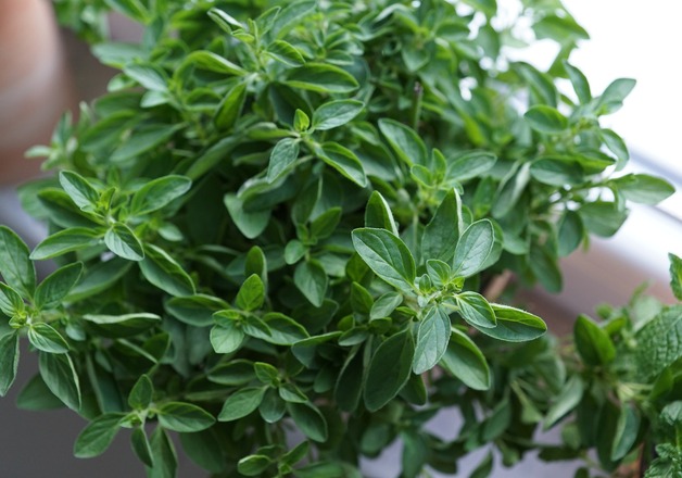 Positive Eigenschaften von Oregano