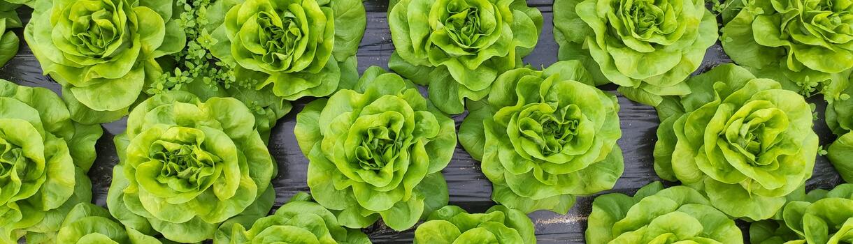 Welche Salat Sorten Gibt Es Verschiedene Salatsorten im Überblick | MEIN GENUSS