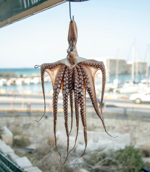Oktopus - eine Spezialität der griechischen Küche Oktopus - eine Spezialität der griechischen Küche
