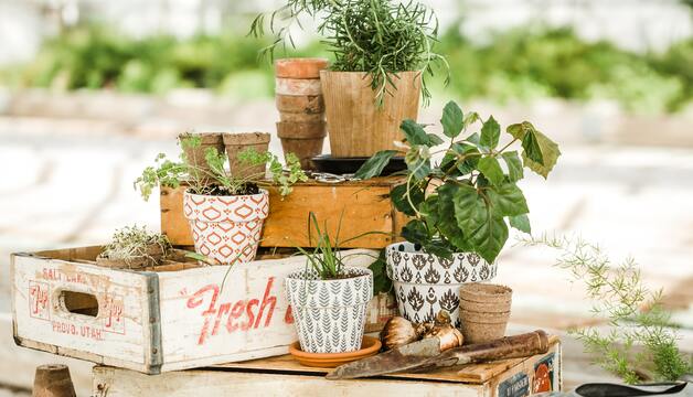 Vielfalt an Kräutern