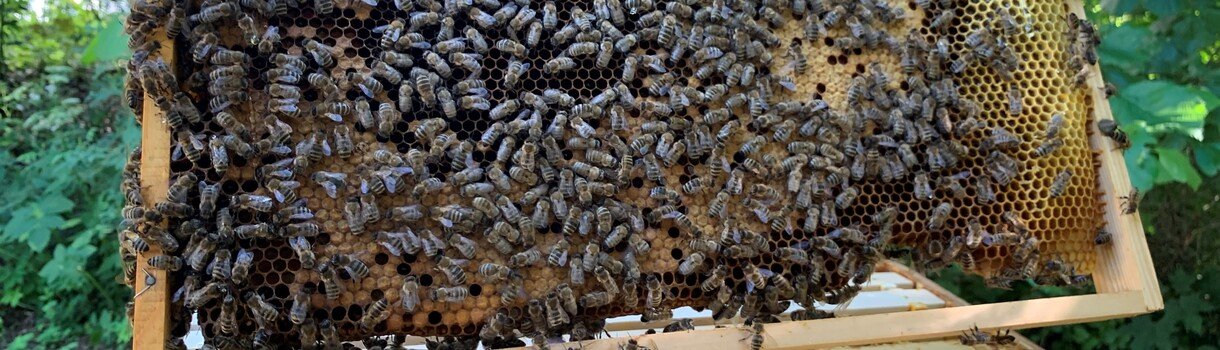 Bienenvolk für den Artenschutz MEIN GENUSS