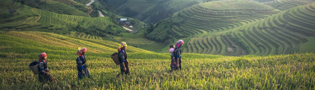 Frauen auf der Teeplantage
