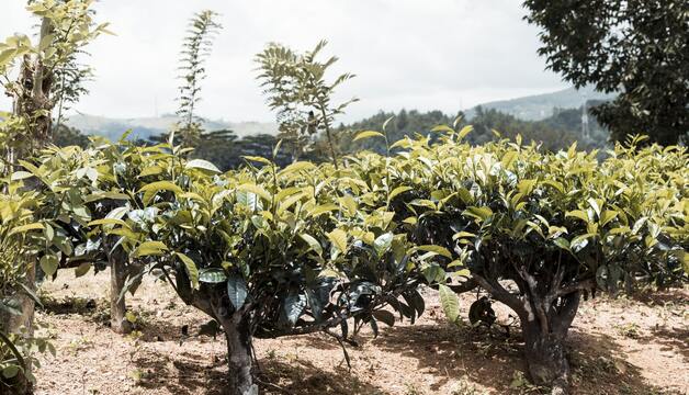 Teeanbaugebiet Taiwan