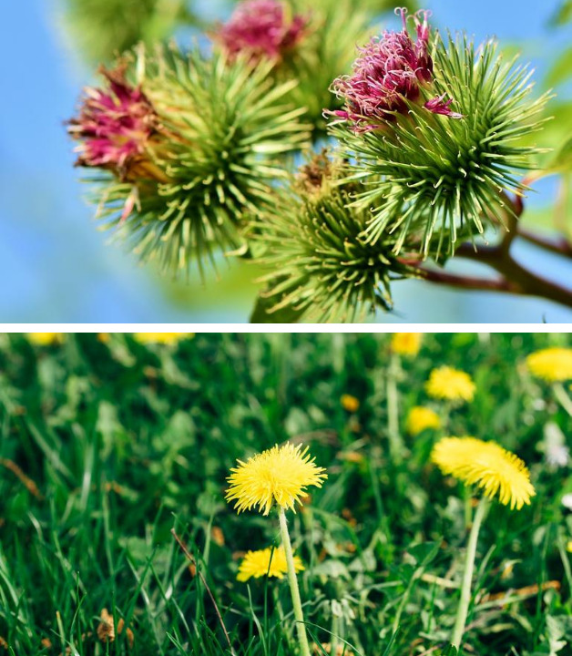 Pflanzen für Detox-Tee