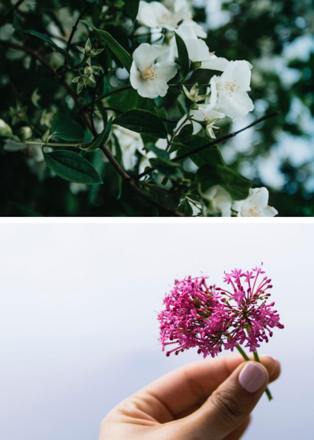 Tee mit beruhigender Wirkung