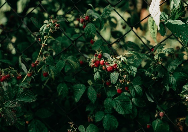 Himbeerblättertee in der Schwangerschaft