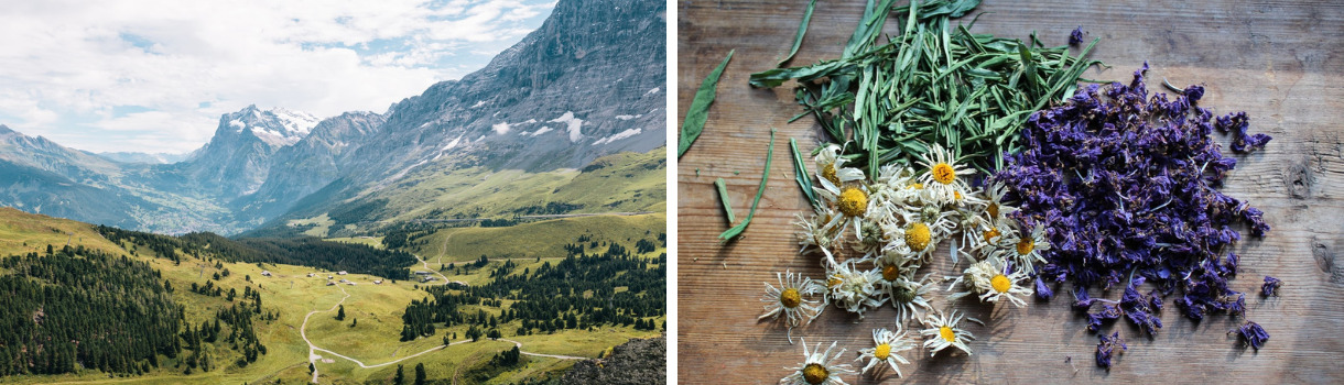 Teesorten aus Europa