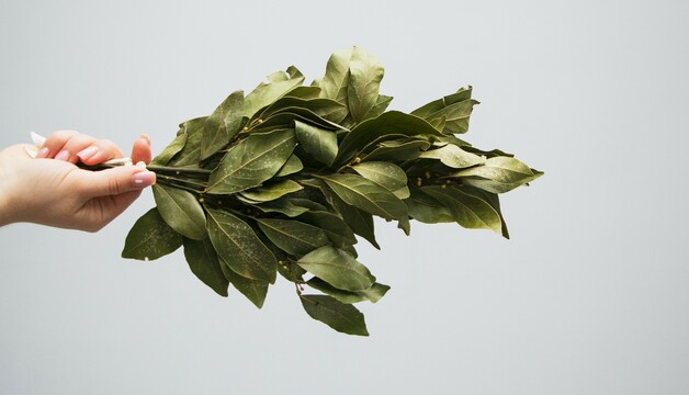 Lorbeerblätter geschnitten