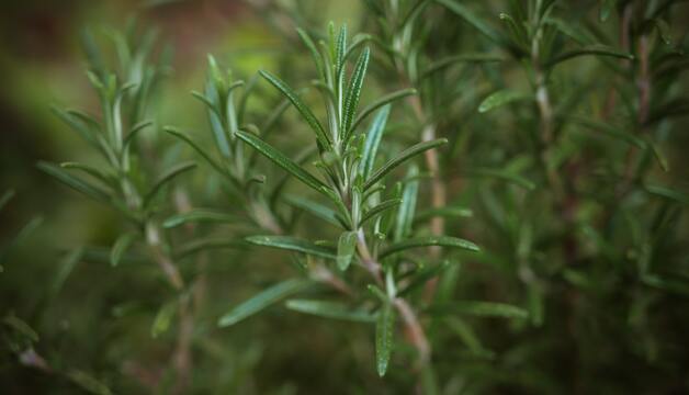 Kräuter der Provence kaufen